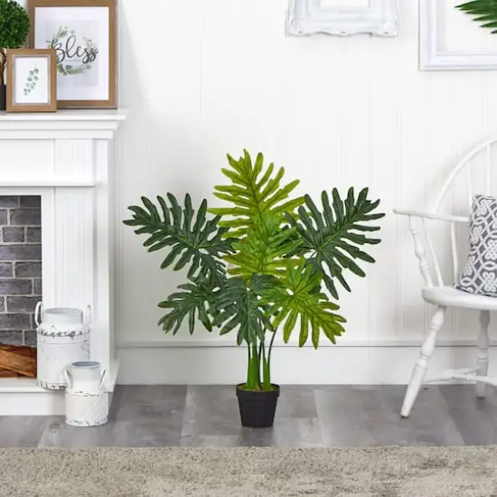 3ft. Potted Philodendron Plant {4}