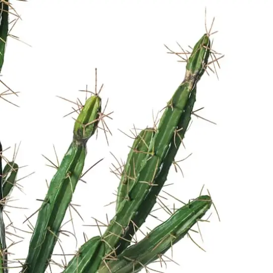 5ft. Potted Green Cactus {3}