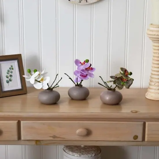 7" Assorted Moth Orchid Arrangement, 3ct. {7}