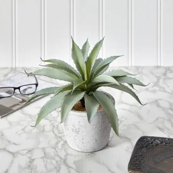 9" Potted Aloe Succulent Plant {4}