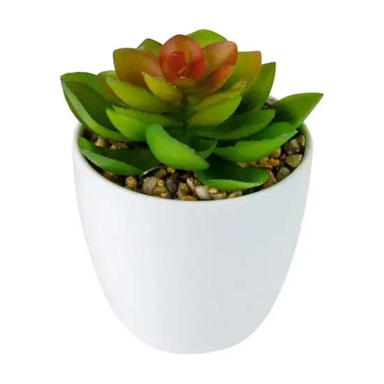 4" Green Succulent in White Pot {1}