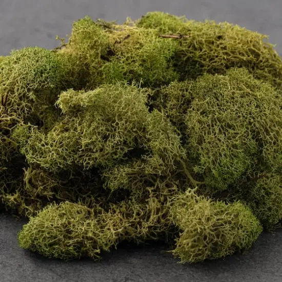 Ashland&reg; Reindeer Moss Spring Green {5}