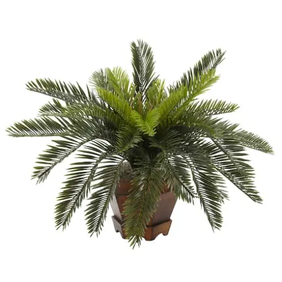 15" Cycas with Hexagon Vase {1}