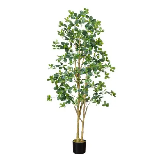 6ft. Potted Black Olive Tree {1}