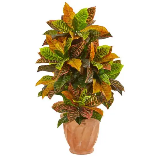 3.5ft. Croton Plant in Terra Cotta Planter {1}