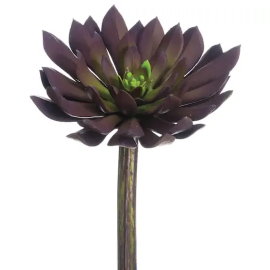 Soft Touch Plum Echeveria Medium Width Pick  {1}