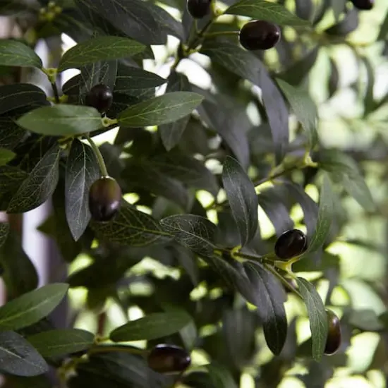 6ft. Artificial Olive Tree with White Decorative Planter {4}