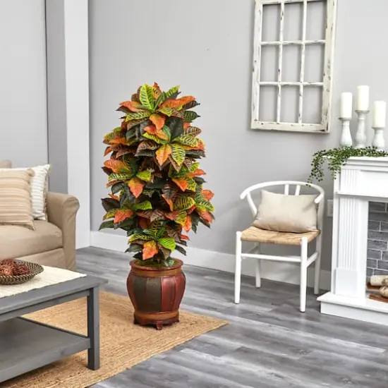 5.5ft. Croton Plant in Decorative Planter {4}