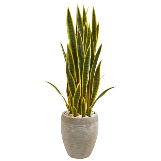 3.5ft. Snake Plant in Sand Colored Planter {1}