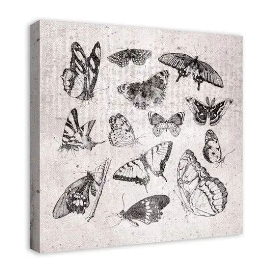Grayscale Butterflies 24" x 24" Canvas Wall Art {3}