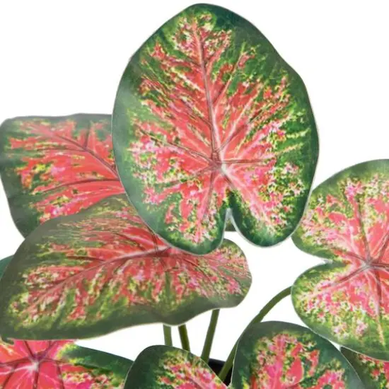 8" Potted Rohdea Plant {7}