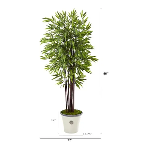 5.5ft. Bamboo Tree in Decorative Planter {3}