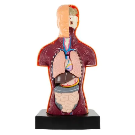 Toy Time Human Anatomy Model for Laboratory Learning {5}