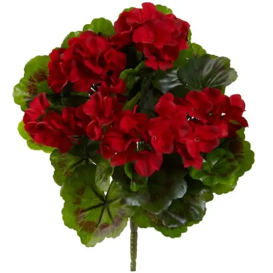 Red Geranium Bush, 4ct. {1}