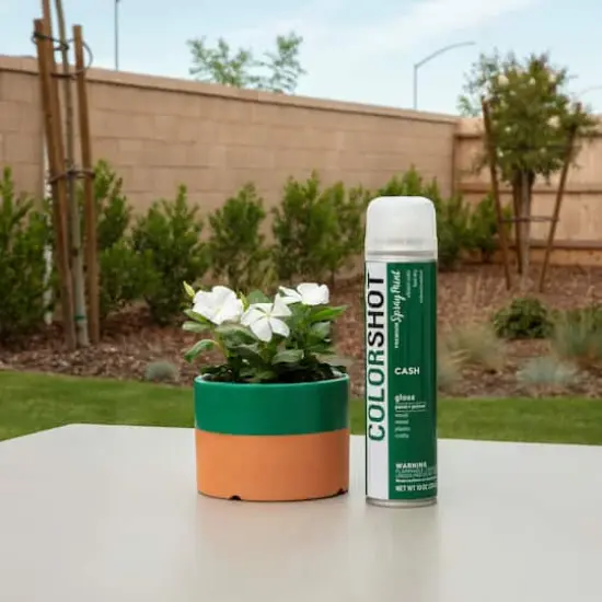 COLORSHOT&reg; Premium Gloss Spray Paint Cash {6}