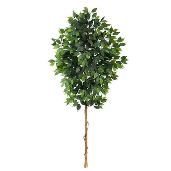 6ft. Single Ficus Tree {1}