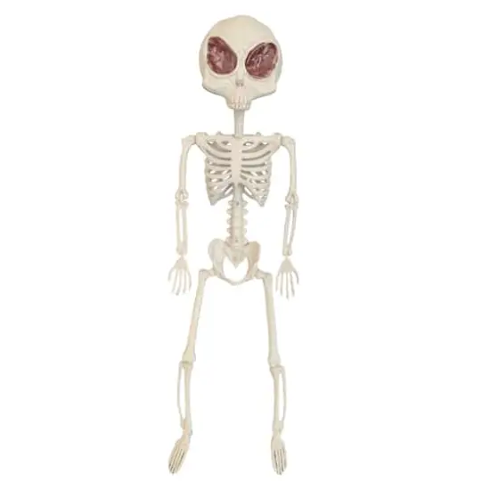 24" Alien Skeleton by Ashland&reg; {1}