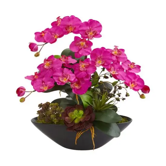 21" Moth Orchid & Mixed Succulent Garden in Black Vase {1}