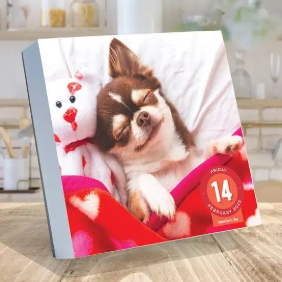 TF Publishing 2025 Dog A Day Daily Desktop Calendar {4}