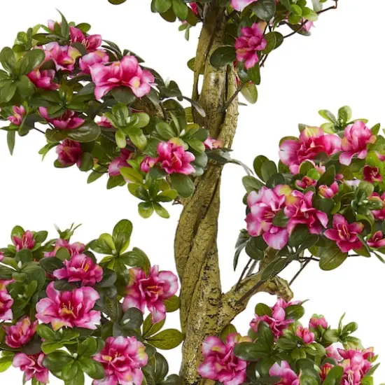 5ft. Potted Azalea Tree {3}