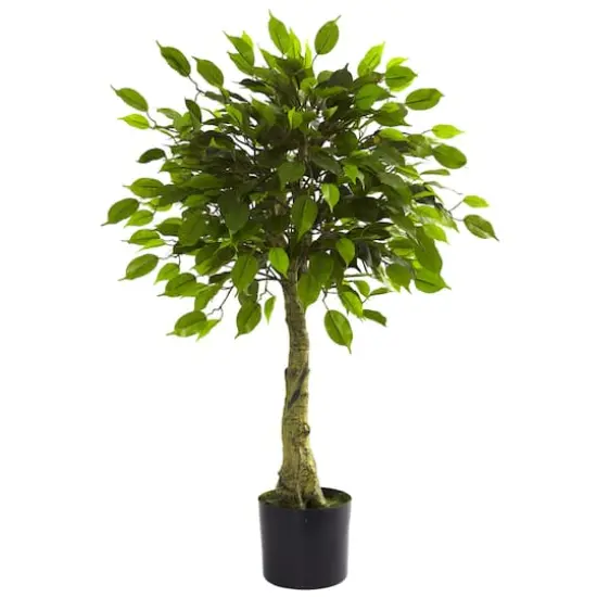 3ft. Potted Ficus Tree {1}