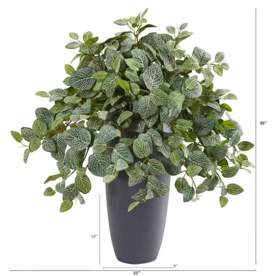 2.5ft. Fittonia in Gray Planter {3}
