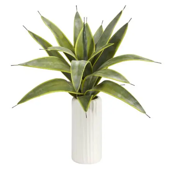 16" Snake Plant in White Planter {1}