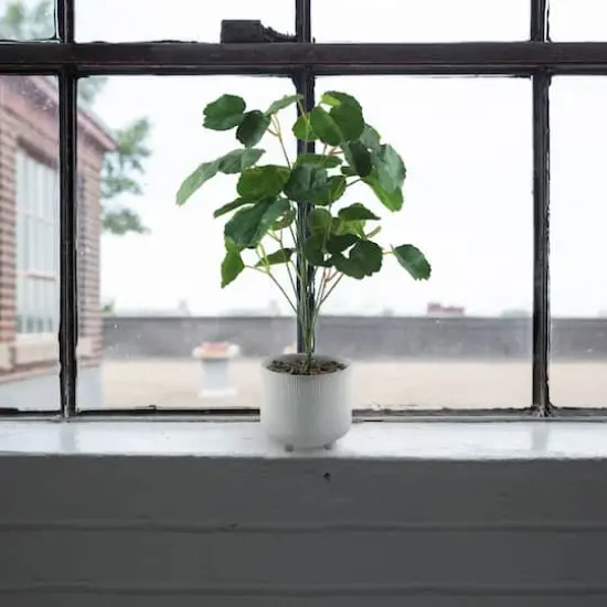 Flora Bunda&reg; 17.5" Green Pilea in Footed White Ceramic Planter {3}