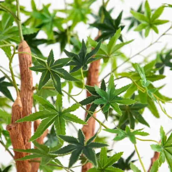 4ft. Potted Maple Tree {5}