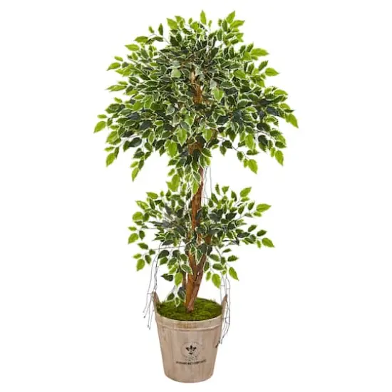 4.5ft. Variegated Ficus Tree in Farmhouse Planter {1}