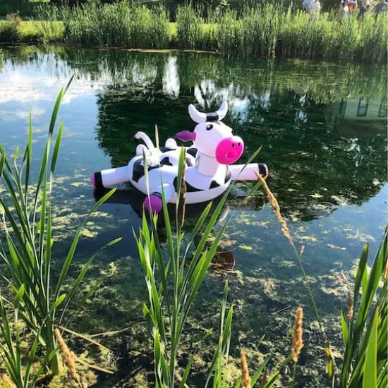 Swimline LOL! Series 54" Inflatable Black & White Cow Pool Float {4}