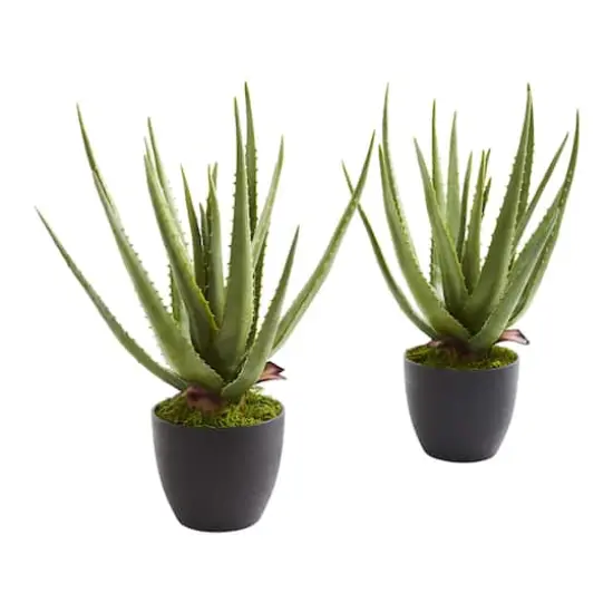 18" Potted Aloe Plant, 2ct. {1}