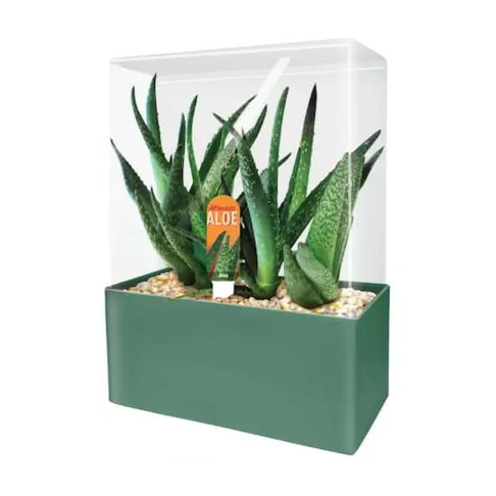 Seed Squares - Altruistic Aloe {1}