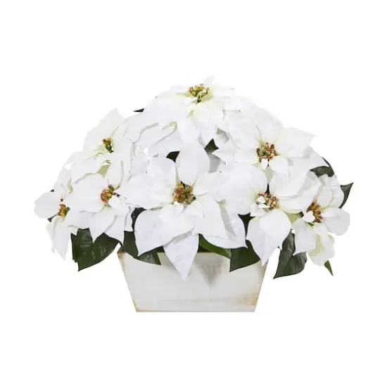 16'' White Poinsettia in White Wash Planter {1}