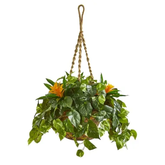 2.5ft. Bromeliad & Pothos in Hanging Basket {1}