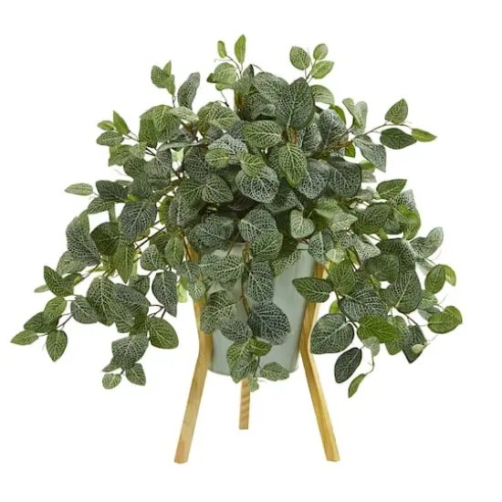 22'' Fittonia Plant in Green Planter with Wooden Legs {1}