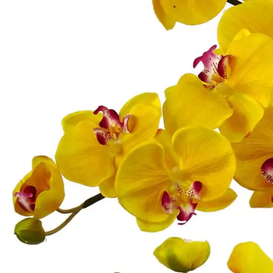 3ft. Moth Orchid Arrangement in White Planter Yellow {4}