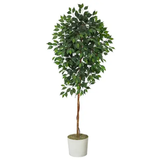 6ft. Ficus Tree in White Tin Planter {1}