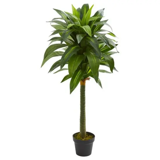 3.5ft. Potted Dracaena Plant {1}