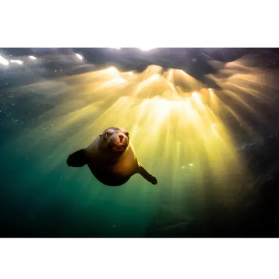 Sparkly Selections Seal Underwater 30x40 cm Round {2}