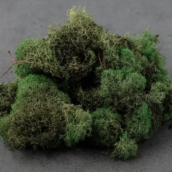 Ashland&reg; Reindeer Moss Basil Green {5}