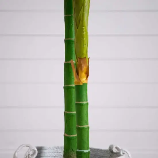 8ft. Golden Cane Palm Tree in Handmade Natural Cotton Planter {5}