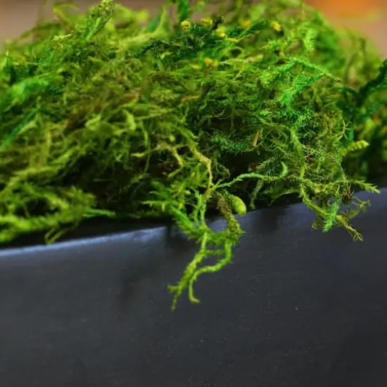 SuperMoss&reg; Preserved Green Moss {4}