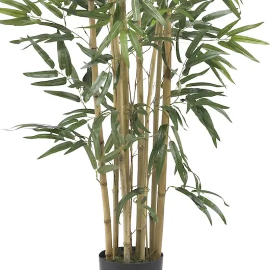 3ft. Potted Bambusa Bamboo Tree {4}