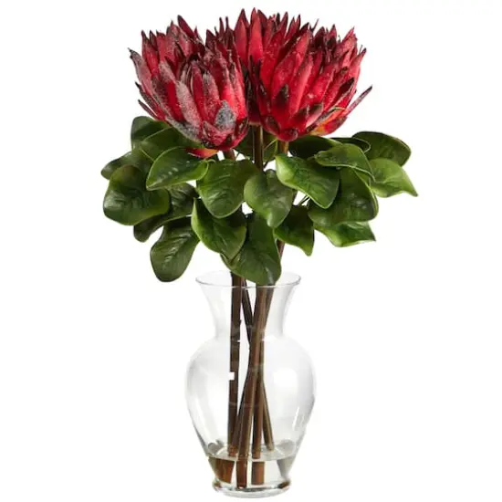 23" Red King Protea Arrangement in Glass Vase {1}