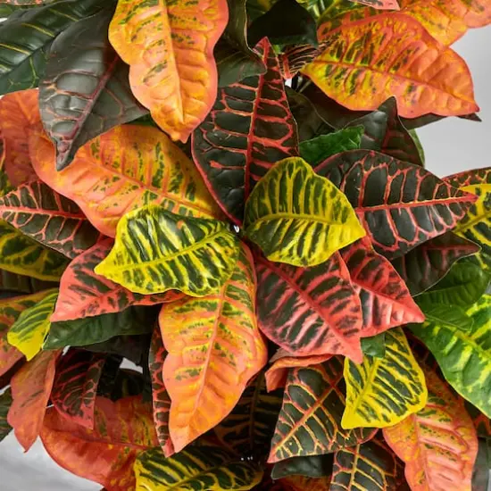 3.5ft. Croton Plant in Decorative Planter {5}