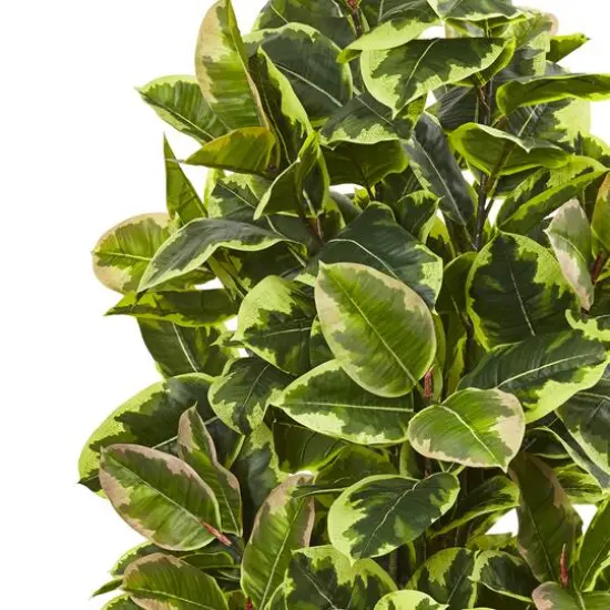 4ft. Rubber Plant in Black Wash Planter {3}