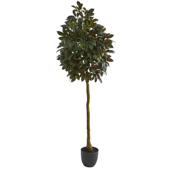 6ft. Potted Capensia Ficus Tree {1}