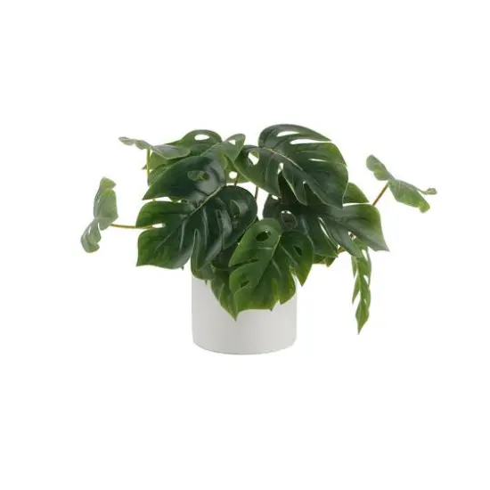Flora Bunda&reg; 13" Trailing Split Leaf Philodendron in White Ceramic Pot {1}