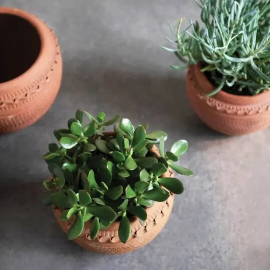 Hello Honey&reg; 7'' Textured Terra-Cotta Pot {5}